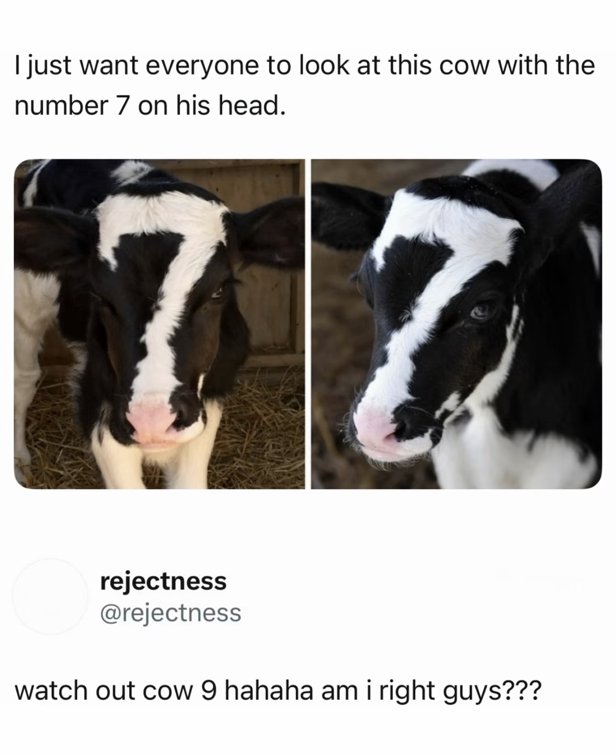 Lol this cow has a 7 on its head and someone commented 'watch out cow 9'
