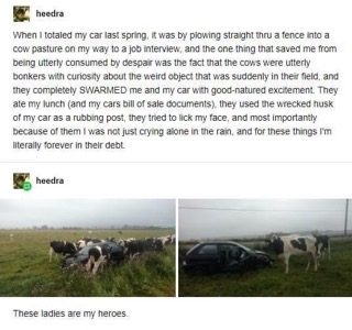 Just some cows eating my car documents and licking my face after I crashed into their field, literally saving me from despair.