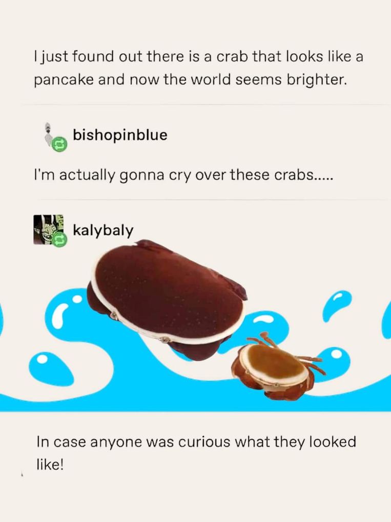OMG this crab looks like a tiny pancake and I'm not okay