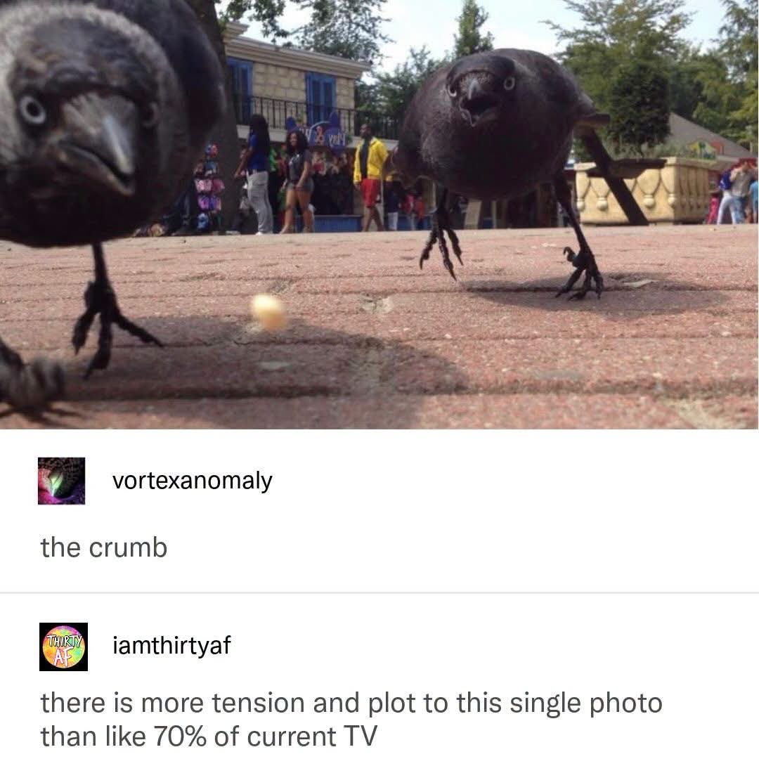 This picture has more plot than most TV shows bc the crows are about to fight over a crumb