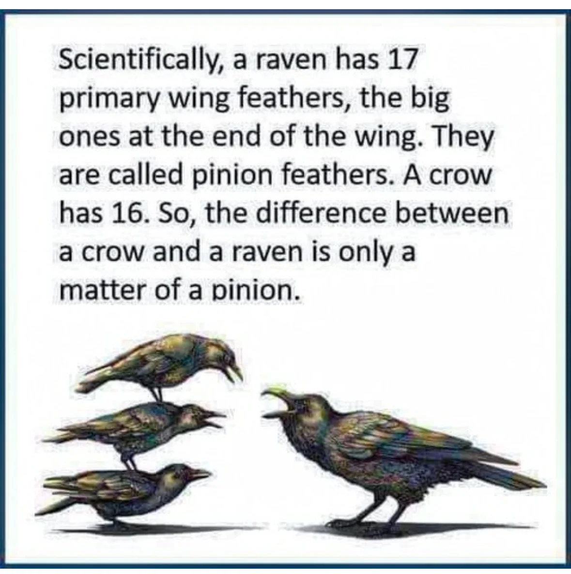 LOL, it's a pun about crows and ravens being a 'matter of a pinion'.
