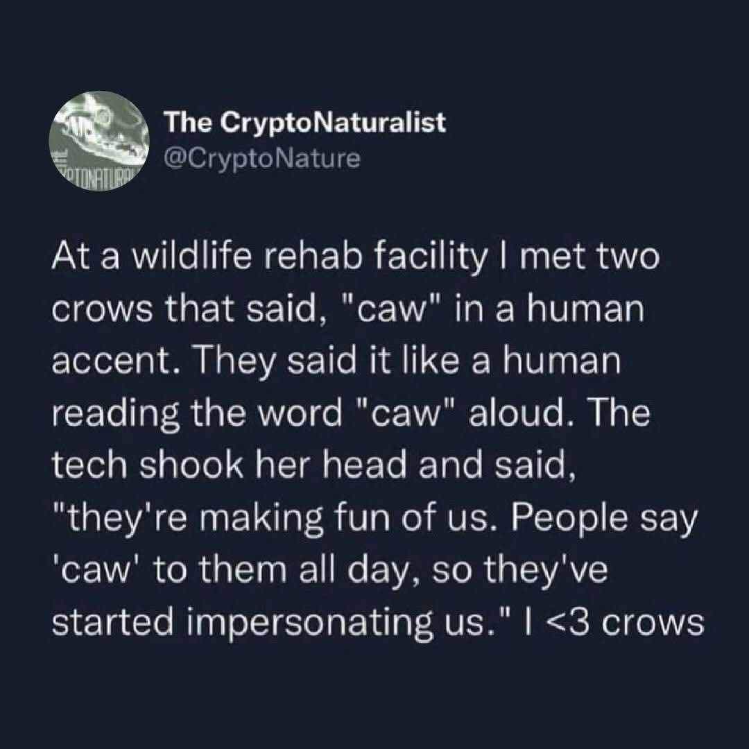 When the crows start mocking you because you say 'caw' all day