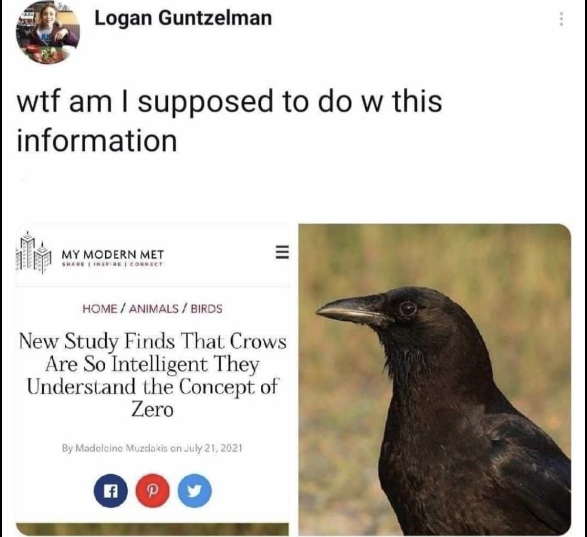 So crows understand zero. Cool, but like, what does that even mean for me?