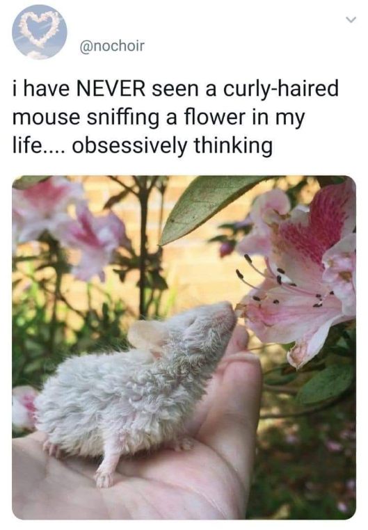 This is proof that curly-haired mice smell flowers and I am now obsessed.