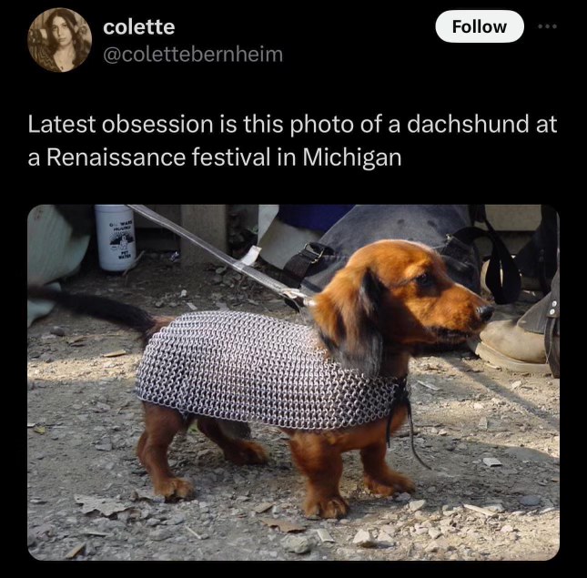 This dog is ready to defend the kingdom, or at least get some snacks.