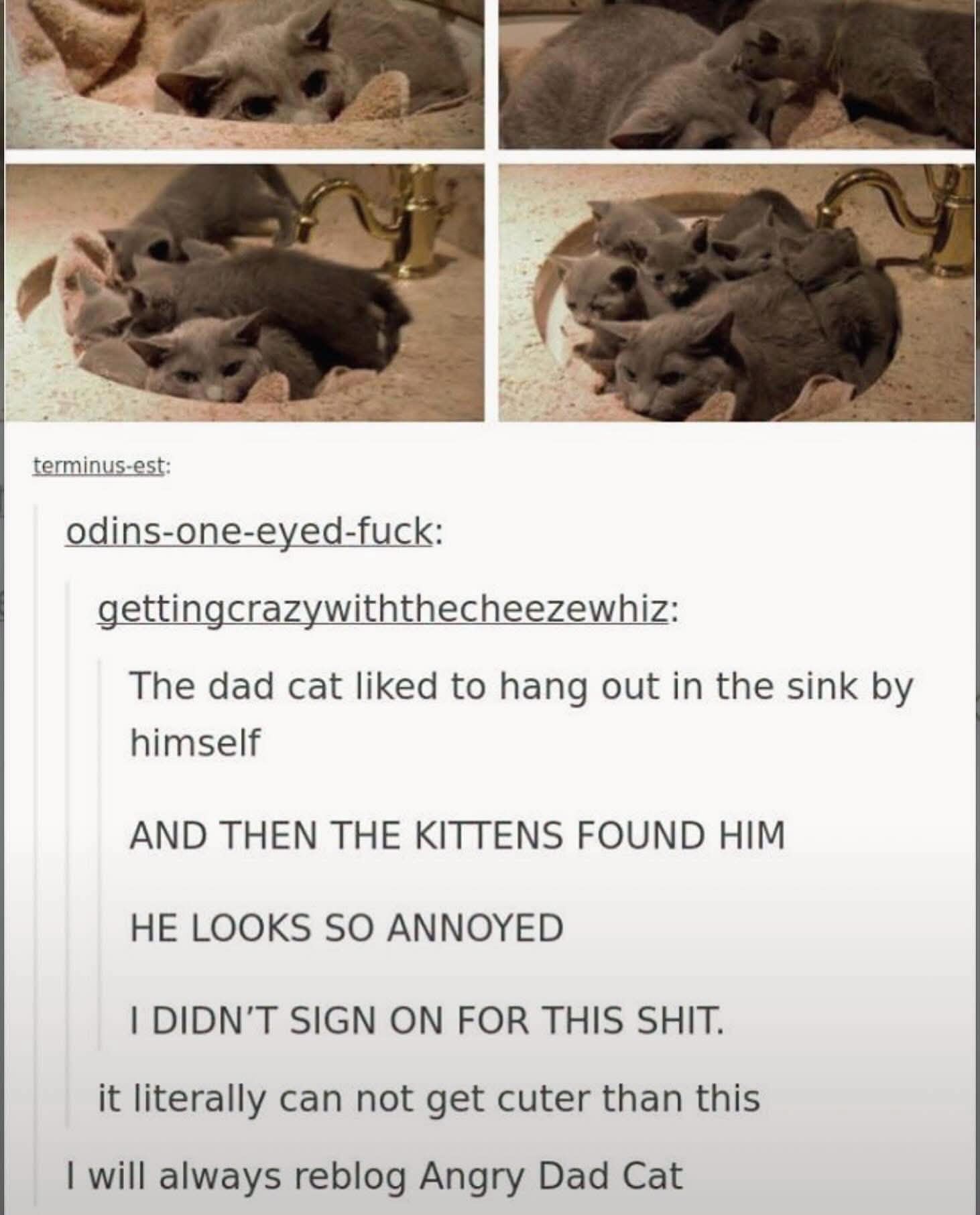 This dad cat wanted some alone time in the sink, but then the kittens found him and he was not having it.