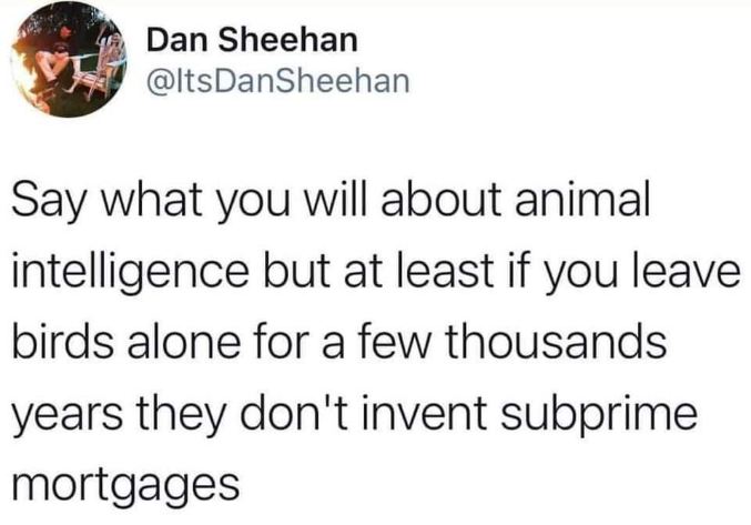 lol true, birds are probably smarter than humans if they're not out here inventing financial crises