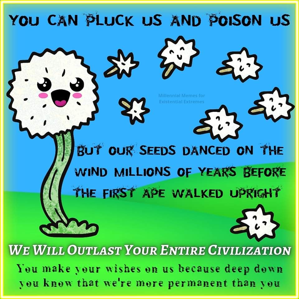 Dandelions flexing their ancient existence and telling us humans we'll eventually disappear.