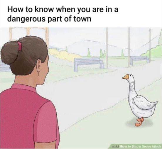 when the goose is about to attack, you know you've entered the wrong neighborhood