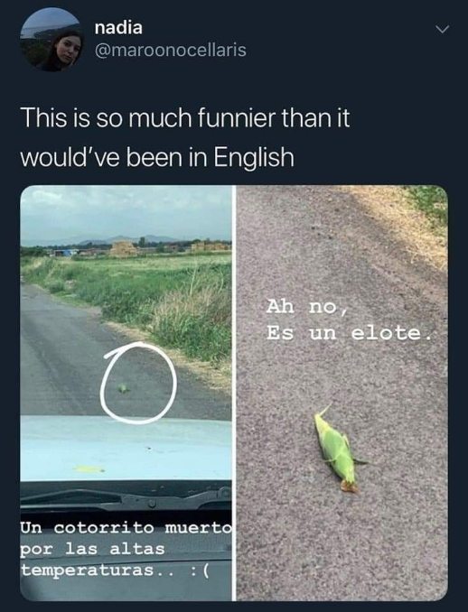 Me thinking I saw a dead bird but it's just a corn cob on the road