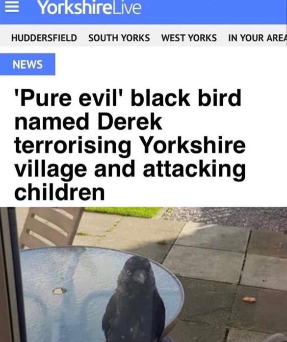 This bird named Derek lives up to his name