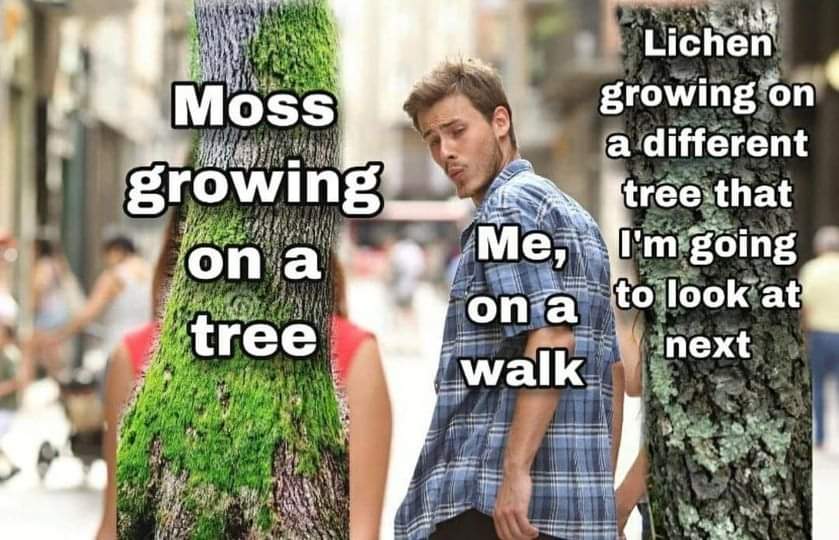 Me on a walk getting distracted by any other tree