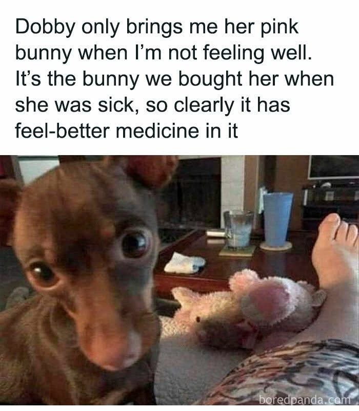 My dog Dobby thinks her stuffed bunny has healing powers when I'm sick