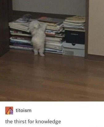 The dog trying to absorb knowledge by osmosis from the giant pile of books