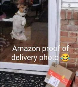My dog when I tell them Amazon is here: "LEAVE IT AT THE DOOR, I GOT THIS."
