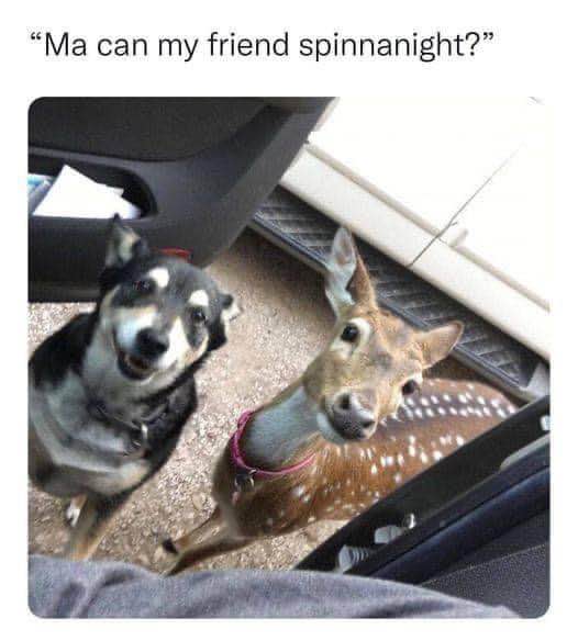 When your dog wants to bring their new spotted friend for a sleepover