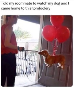 Told my roommate to watch my dog and they turned him into a tiny hot air balloon