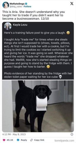My dog learned how to barter and now she's just stealing things to trade for ice cubes.