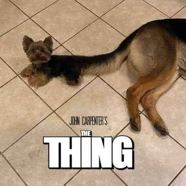 When you order a dog online and a German Shepherd's back half shows up attached to a terrier