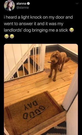 OMG, the landlord's dog thought a gentle tap on the door meant it was time for fetch. So cute!
