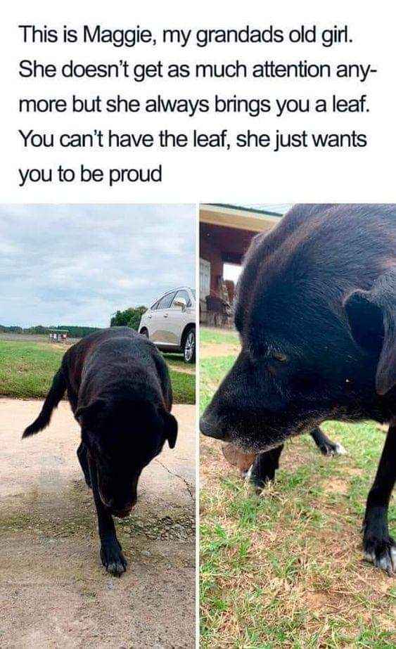 My dog bringing me a leaf and expecting praise like it's the greatest gift ever