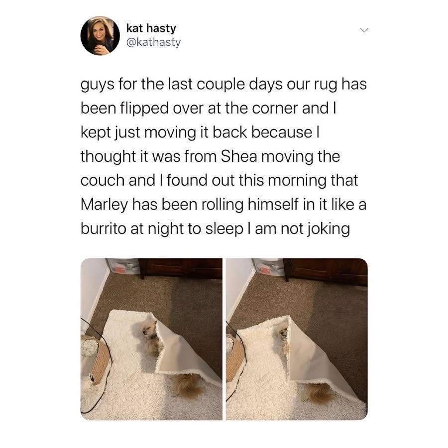 My dog has been secretly sleeping like a burrito in the rug this whole time lol
