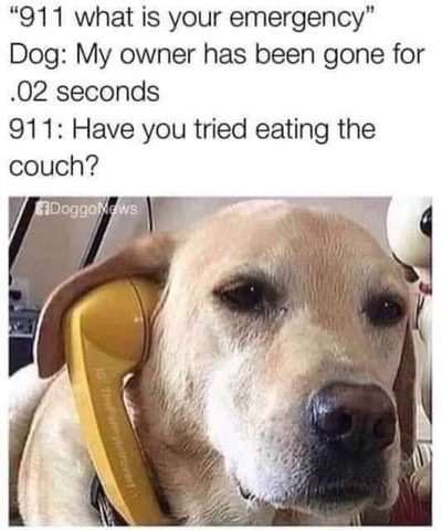 Dog calls 911 because his owner was gone for 0.02 seconds. 911's advice is to eat the couch.