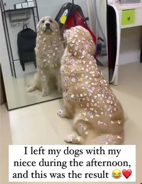 My niece went a little sticker crazy on the dog while I was gone lol