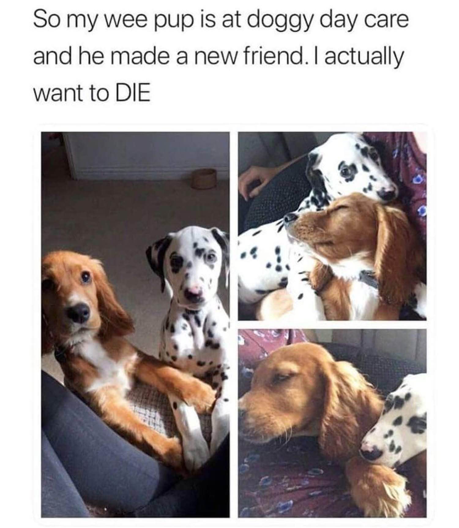 My dog made a new friend at daycare and I'm already heartbroken
