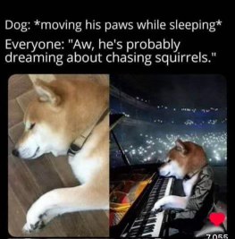 Little does everyone know, my dog is actually a secret concert pianist.