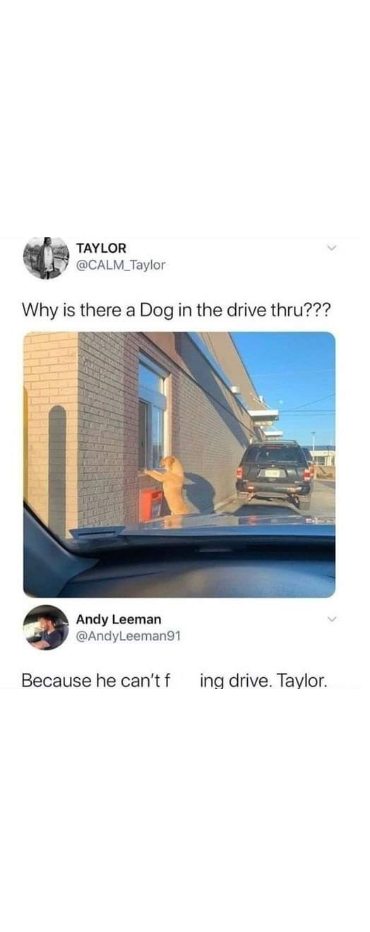 This dog is trying to order at the drive-thru but can't actually drive. Classic.