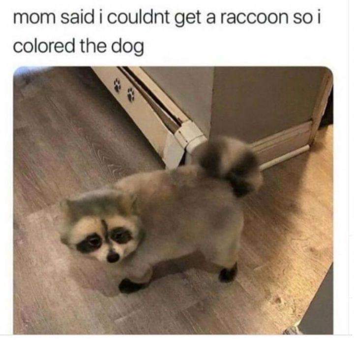 Mom said no raccoon, so I did this to the dog instead lol