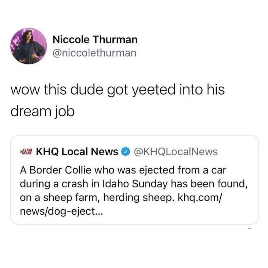 LOL this dog literally got ejected from a car and landed his dream job herding sheep