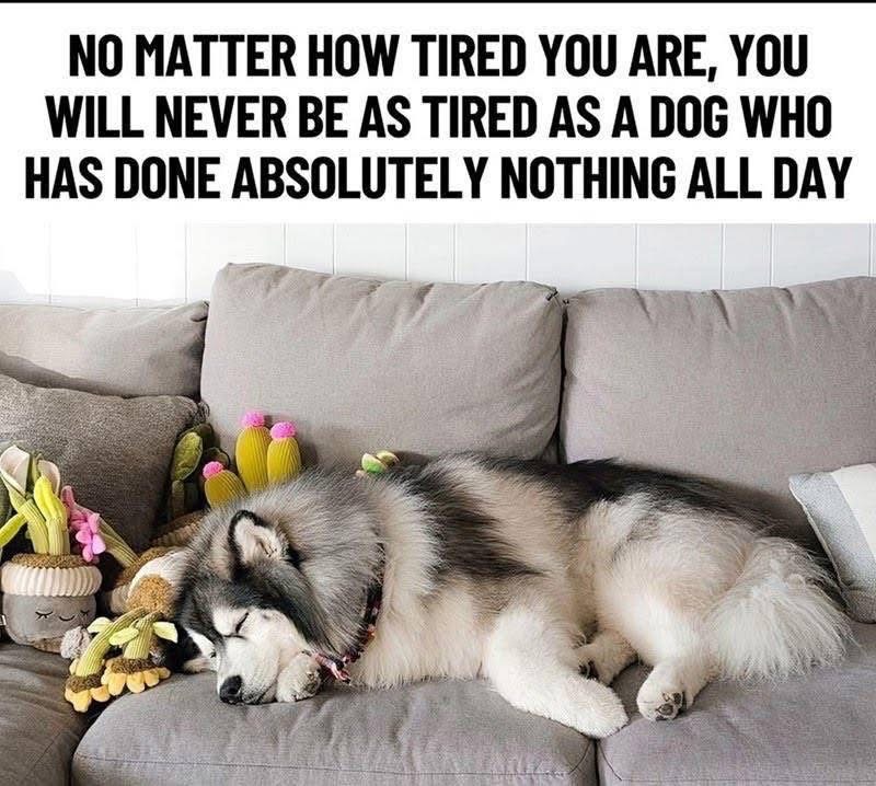 Can confirm, my dog has mastered the art of extreme laziness.