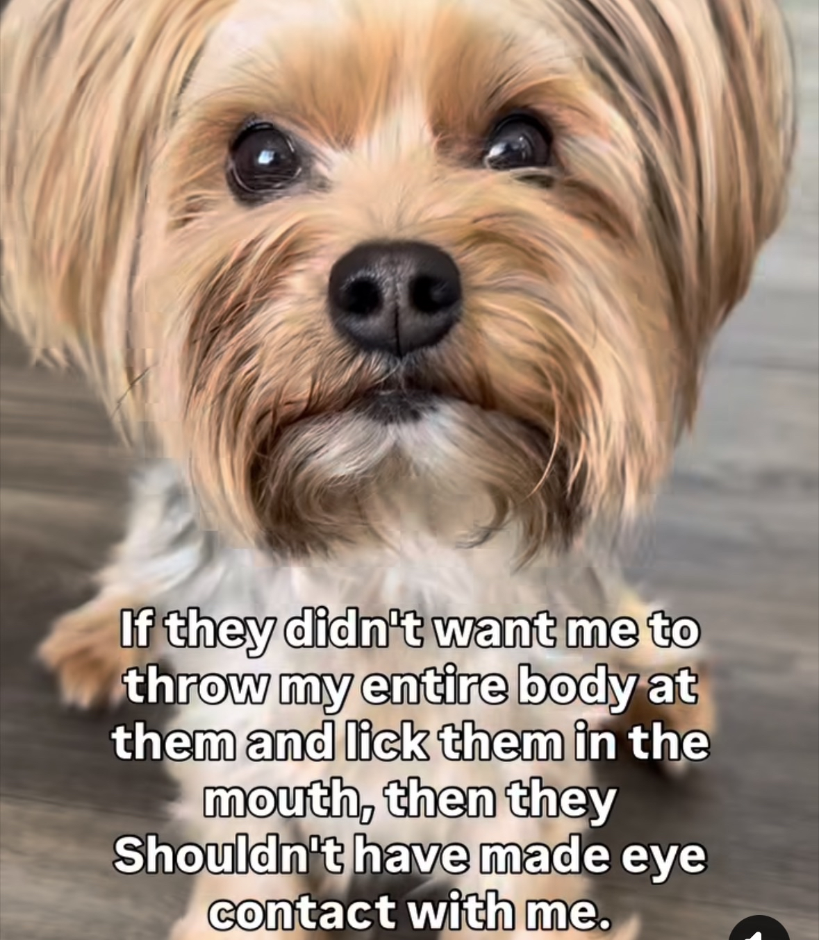 When the dog has an unfiltered plan for your personal space