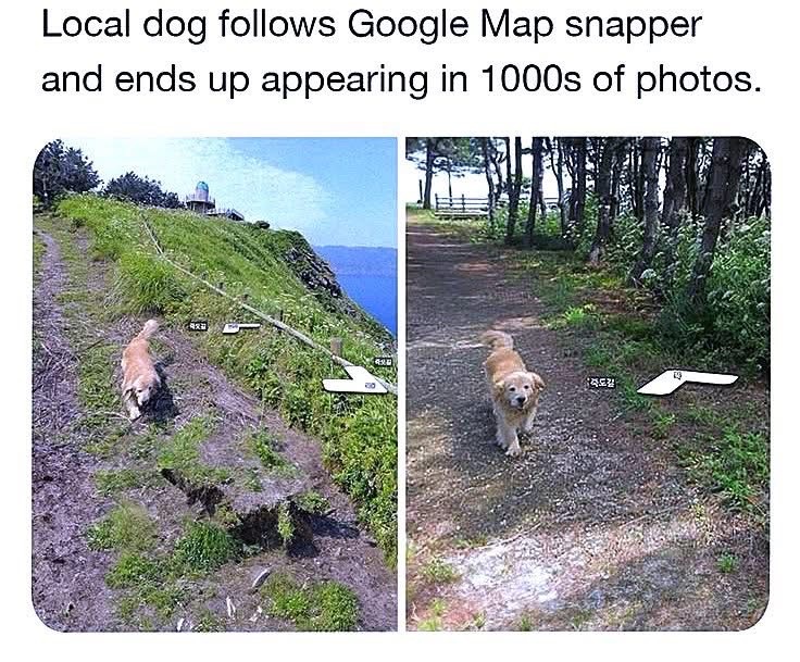 This dog became a local celebrity by accidentally photobombing Google Street View.