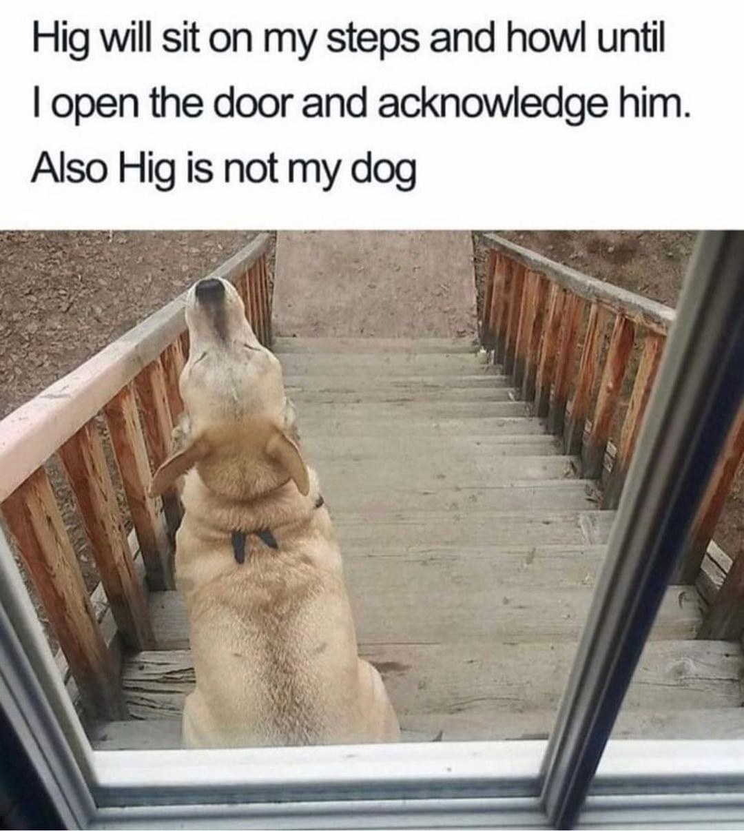 This dog wants attention even though it's not even mine lol