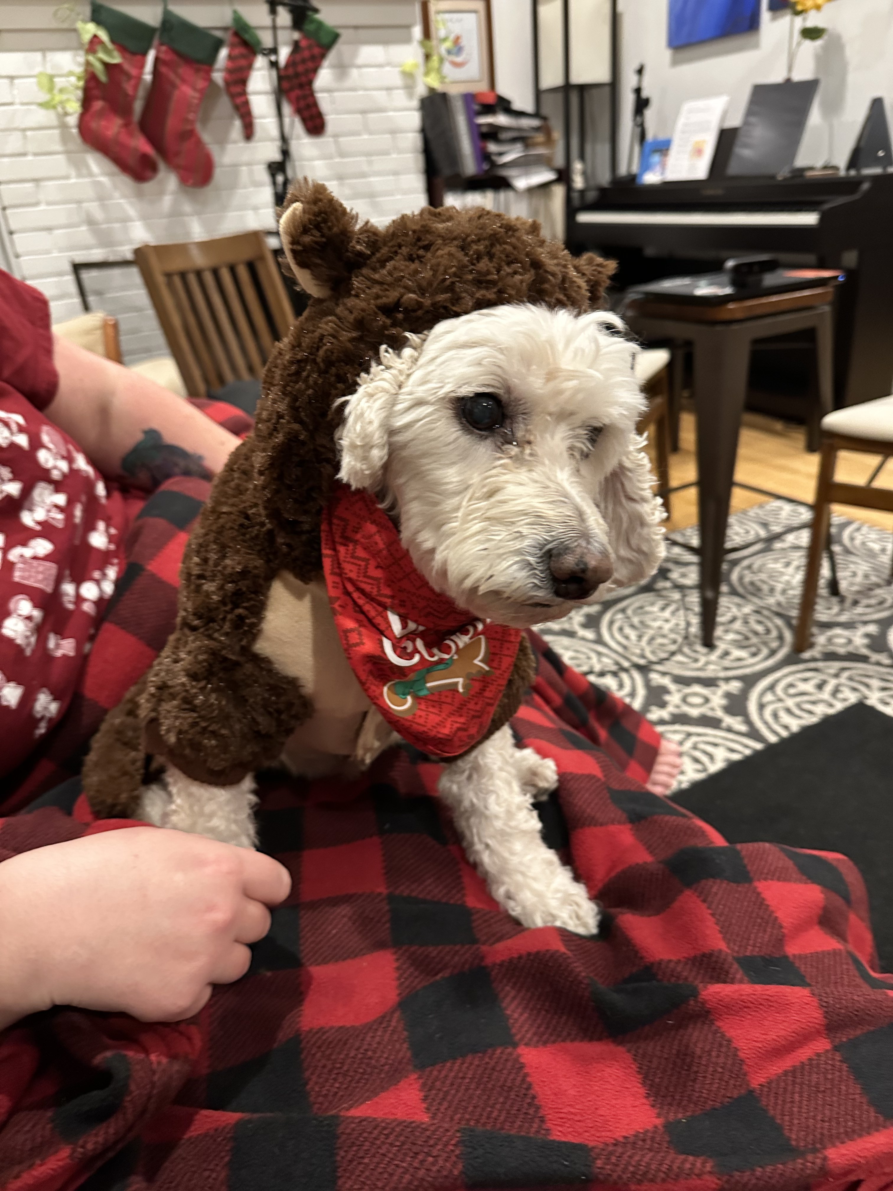 Me trying to be festive for the holidays even though I'd rather be sleeping