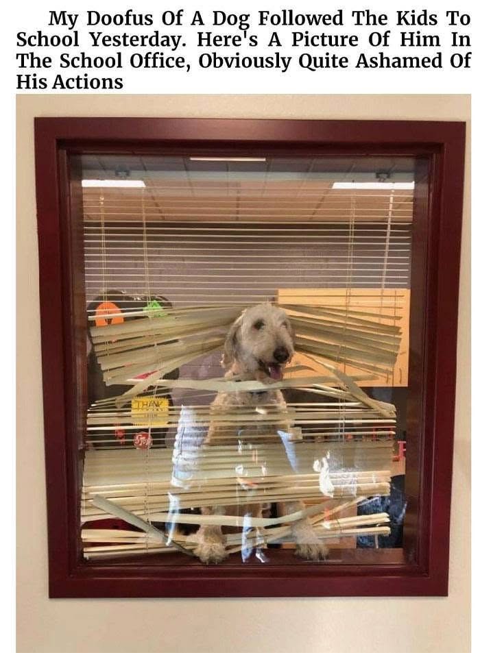 When you know you messed up but the evidence is literally behind blinds in the school office