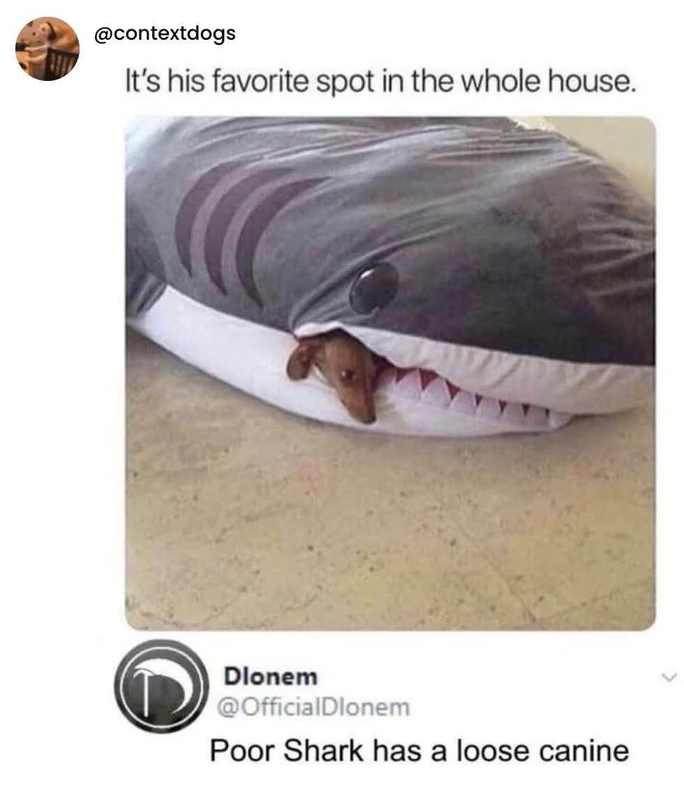 When your dog thinks he's a shark but he's actually just a cute little wiener.