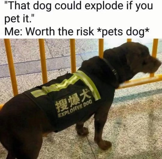 This dog is literally an explosive hazard but I wanna pet it anyway