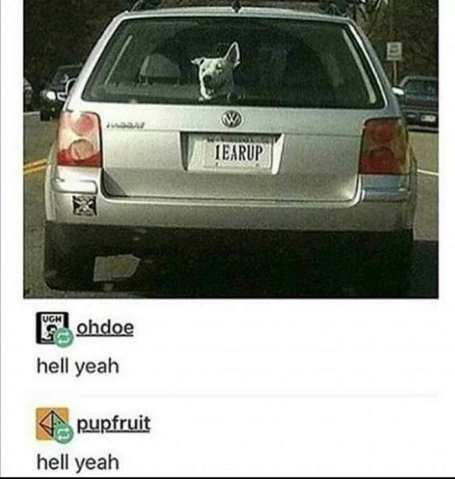 When your dog supports your life choices