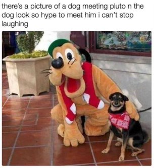 This dog is living its best life meeting Pluto and I'm so jealous.