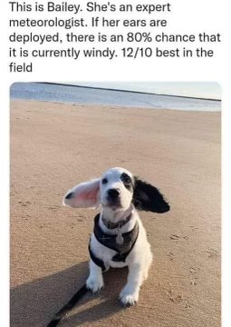 This dog is a certified meteorologist and her ears are basically wind socks.