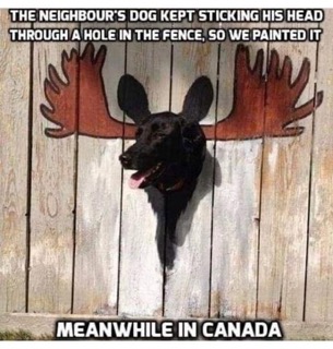 My neighbors painted antlers on the fence hole so their dog looks like a moose. That's wild.