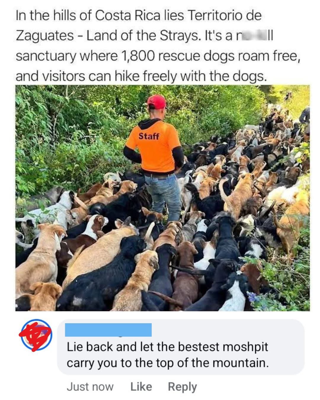 This is exactly what I imagine a dog moshpit would be like, and I am here for it.
