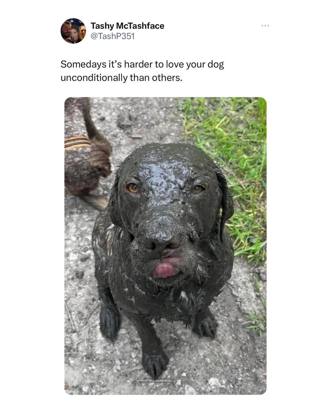 When your dog thinks rolling in mud counts as a bath, and you're just like 'ugh, really?'