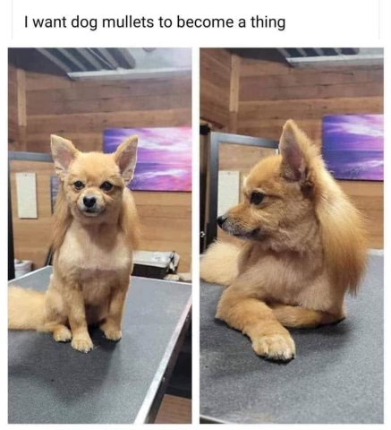 Dog mullets need to be a thing, especially on this good boy.