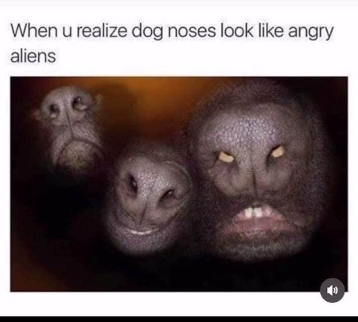 Wait, dog noses actually look like spooky aliens.