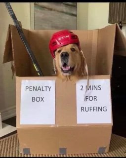 My dog got a penalty for roughing and I can't stop laughing